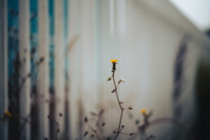 写真作品