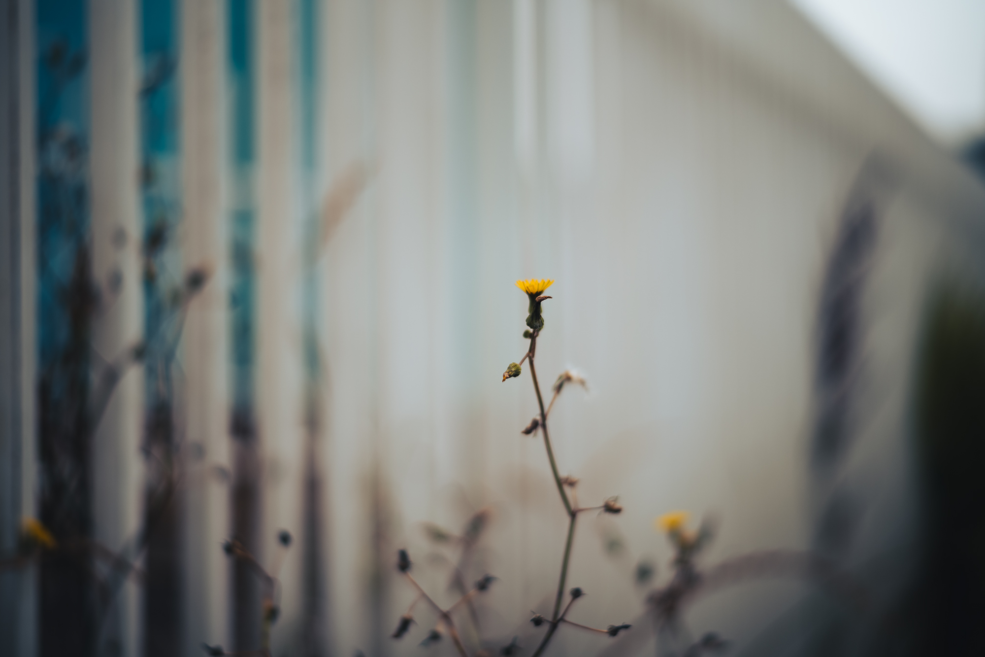 LEICA M11とVoigtlander NOKTON Vintage Line 50mm F1.5 Aspherical II MCで撮影した写真05