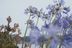 写真作品