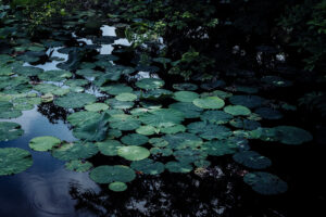 写真作品
