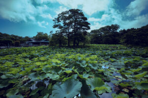 写真作品