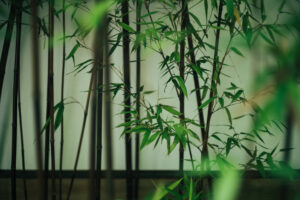 写真作品