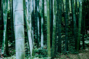 写真作品