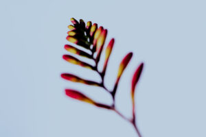 写真作品