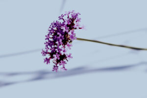 写真作品