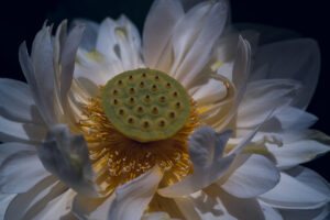 写真作品