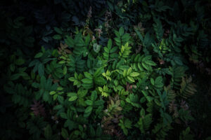 写真作品