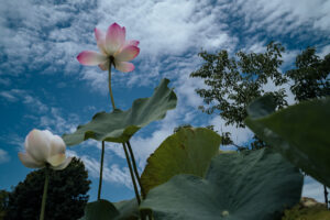 写真作品