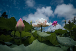 写真作品