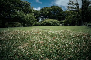 写真作品