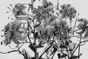写真作品