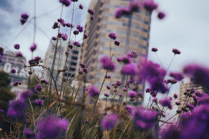 写真作品
