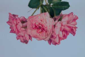 写真作品