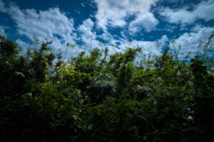 写真作品