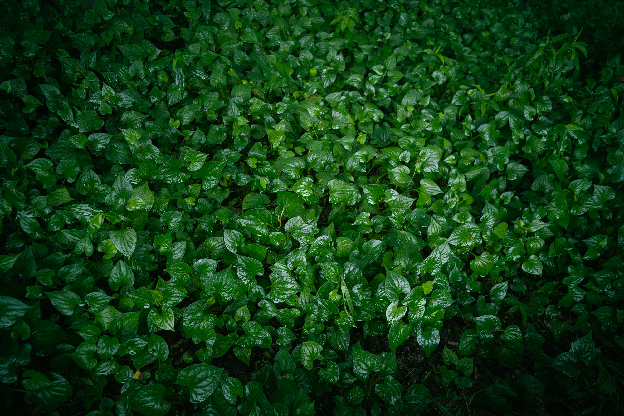 LEICA M11とVoigtlander COLOR-SKOPAR Vintage Line 21mm F3.5で撮影した写真02