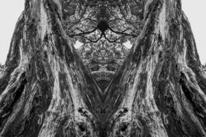 写真作品