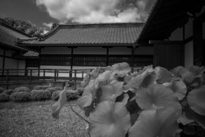 写真作品