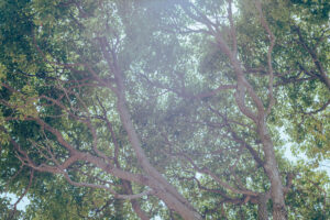 写真作品
