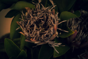 写真作品