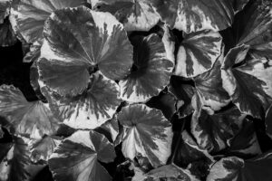 写真作品