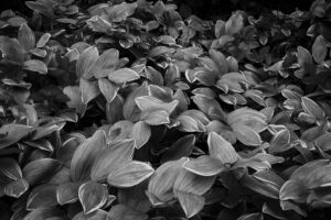 写真作品