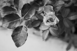 写真作品
