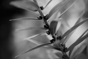 写真作品