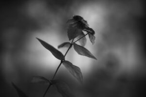 写真作品