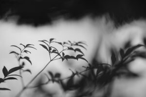写真作品