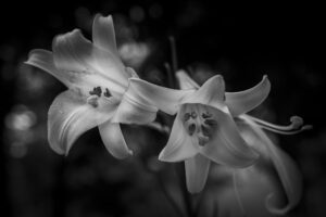写真作品
