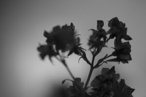 写真作品