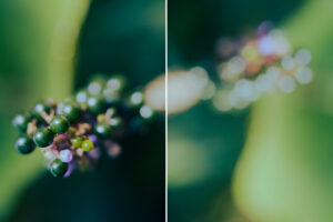 写真作品
