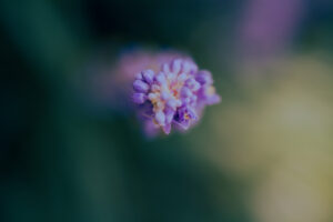 写真作品