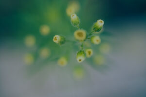写真作品