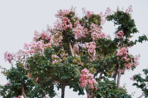 写真作品