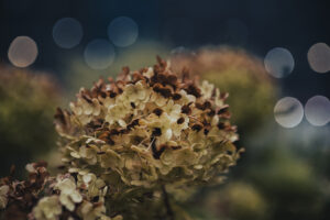写真作品