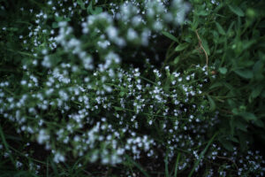写真作品