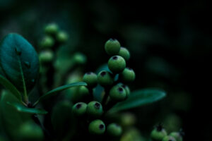 写真作品