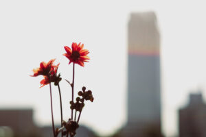 写真作品