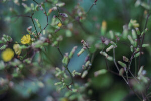 写真作品