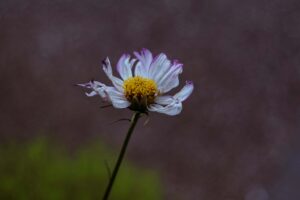 写真作品