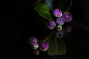 写真作品