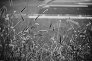写真作品