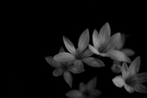 写真作品