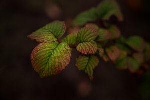写真作品