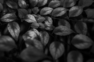 写真作品