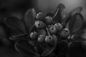 写真作品