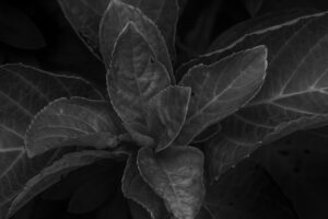 写真作品