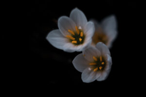 写真作品