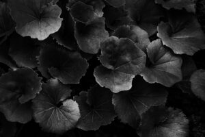 写真作品